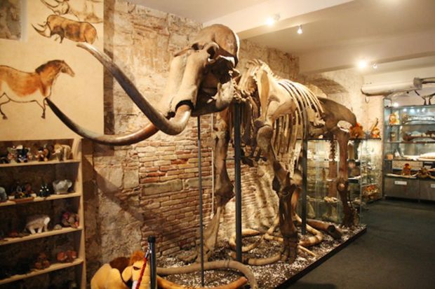 museo-mamut-2.jpg